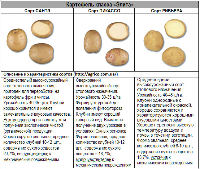 Картофель класса «Элита» Описание и характеристика сортов