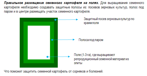 	Правильное размещение семенного картофеля на полях. 