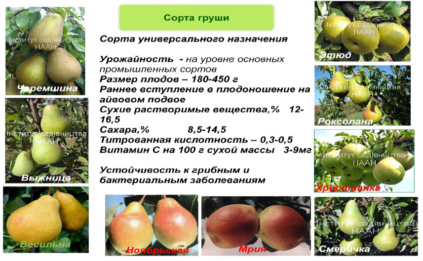 Сроки созревания яблони. Сорта груш таблица. Груша урожай сорт. Сорта груш с описанием. Груша виды и сорта.