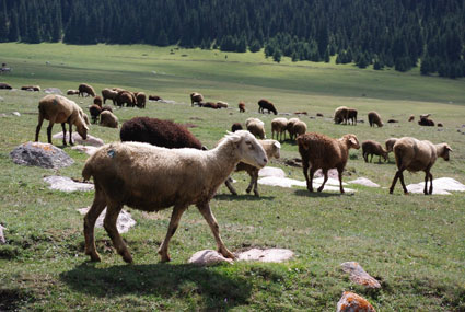 Животноводство Кыргызстана проидет идентификацию
