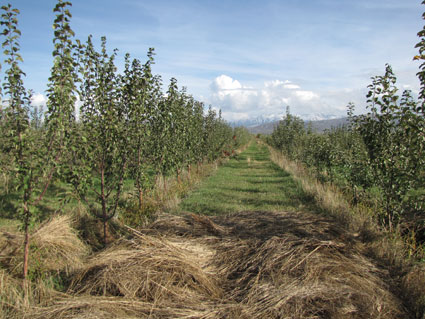 молодой яблоневый сад Киргизия