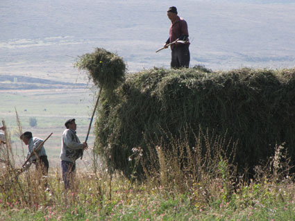 Уборка сена, второй укос Кыргызстан
