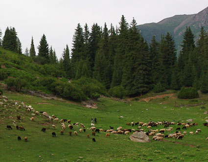 Экологически чистое животноводство в Киргизии